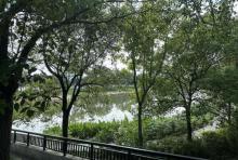 荔湖湿地1