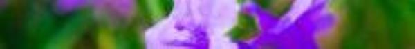 上涌果树公园4