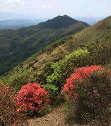 通天蜡烛山15