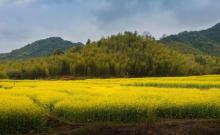 鱼洞村1
