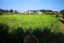 稻草农业公园4