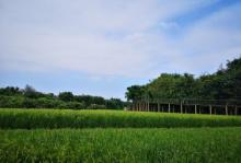 稻草农业公园9