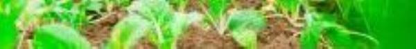 蔬菜公园4