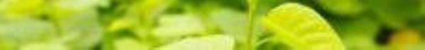 蔬菜公园5
