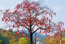 温泉荔枝蜜公园6