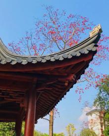 温泉荔枝蜜公园12