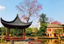 温泉荔枝蜜公园10