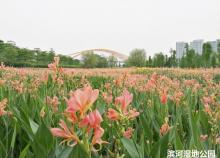 乐从国家水利风景区15
