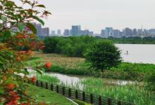 湿地公园11