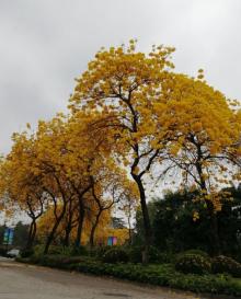 仙湖度假区2