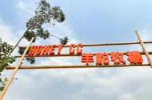 Honey CC 绵羊牧场3