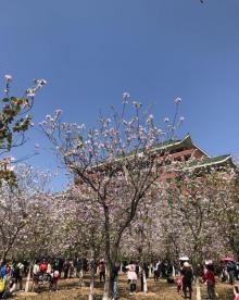 华南农业大学树木园11