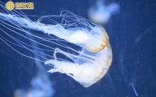 珠海长隆海洋王国2