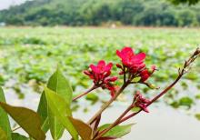 莲塘村4
