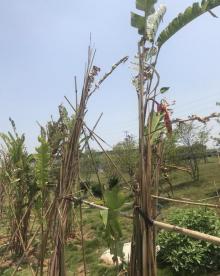瓜岭村2