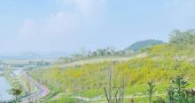 狮子山公园2