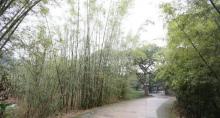 湖心岛4