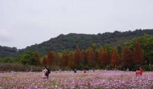 广州义务植树公园12