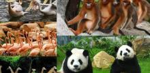 深圳野生动物园5