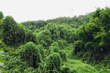 凤凰山森林公园6