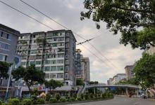 荔湾区迎春花市11