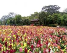 三山森林公园3