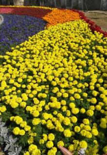 陈村花卉世界7