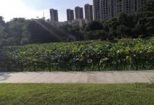 亚洲艺术公园9
