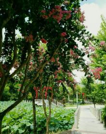 亚洲艺术公园13