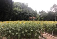 晓港公园8