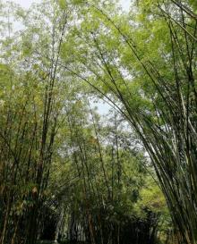 晓港公园12