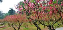 桃花涧14