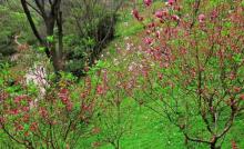 桃花涧13