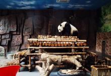 东莞香市动物园15
