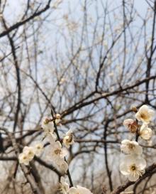 萝岗香雪公园24