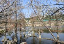 萝岗香雪公园25