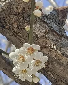 萝岗香雪公园30