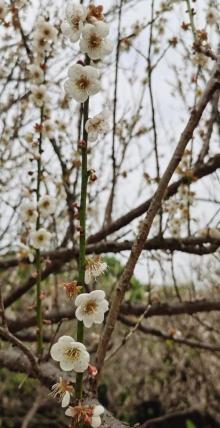 萝岗香雪公园21