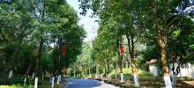 黄山鲁森林公园21
