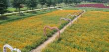 梦里水乡百花园7