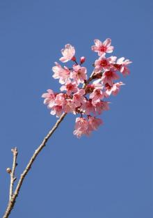 天适樱花悠乐园9