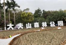 大夫山森林公园24