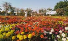 花都香草世界27