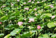 荔枝湾涌27
