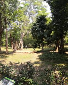 中国科学院华南国家植物园14