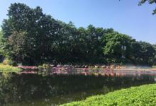 长隆飞鸟乐园27