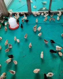 长隆飞鸟乐园13