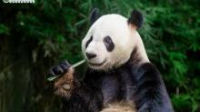 广州长隆度假区1