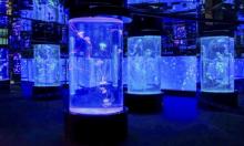 正佳极地海洋世界17