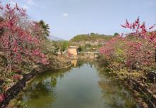 新丰樱花峪13
